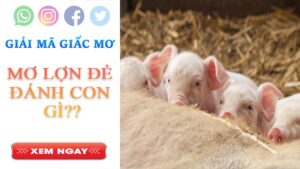 Mơ lợn đẻ đánh con gì
